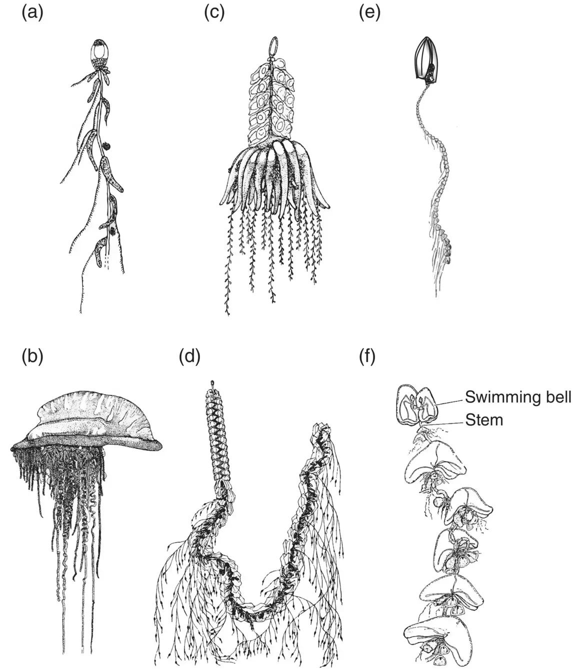 Figure 325 Examples of the three suborders of siphonophores Cystonectae a - фото 103