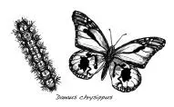Даже не будучи энтомологом Дерек узнал название насекомого Danaus chrysippus - фото 11