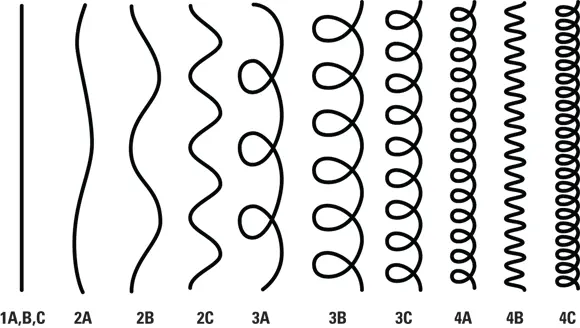 John Wiley Sons Inc Illustration by Rashell Smith FIGURE 41Hair - фото 62