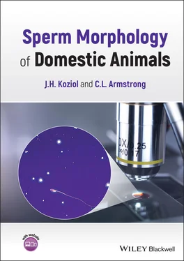 Jennifer Koziol Sperm Morphology of Domestic Animals обложка книги