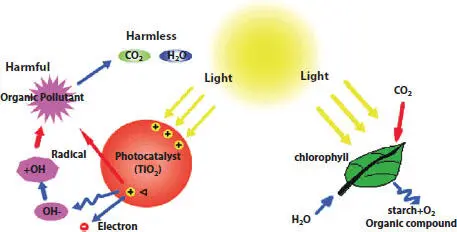 Figure 13 Photosynthesis process in plants 13 In homogeneous - фото 4