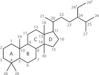 Figure A2The hydrocarbon framework of the steroid system ring lettering and - фото 61