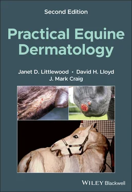 David H. Lloyd Practical Equine Dermatology обложка книги