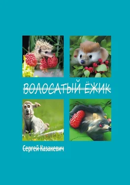 Сергей Казакевич Волосатый ёжик обложка книги