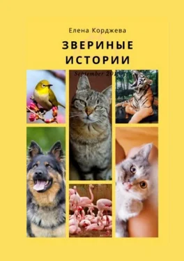 Елена Корджева Звериные истории обложка книги