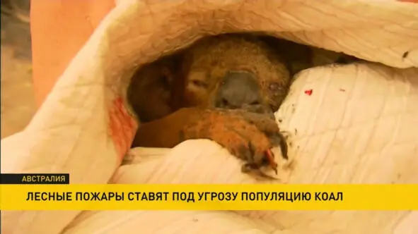Жалко ужасно А вот объяснение создателя этого изображения 25 25 - фото 6