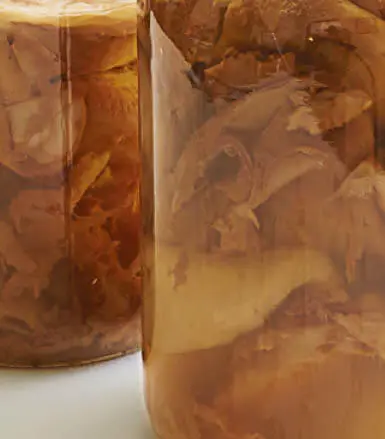 En el hotel de SCOBY las levaduras pueden estar pegadas al cultivo flotar - фото 25
