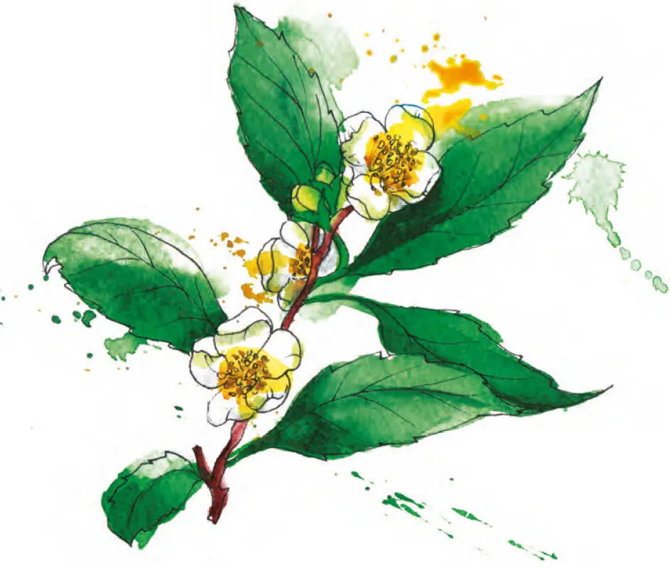 El té El té es una de las bebidas más saludables y populares del planeta y se - фото 31