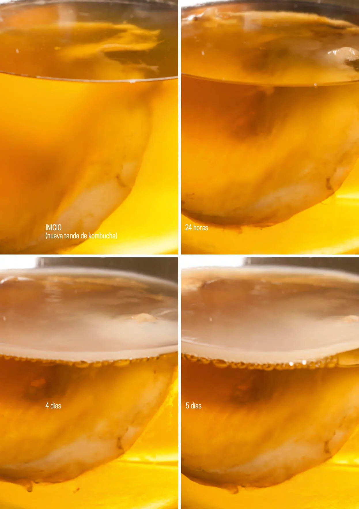 Los muchos nombres del SCOBY de kombucha La kombucha ha acumulado muchos - фото 28