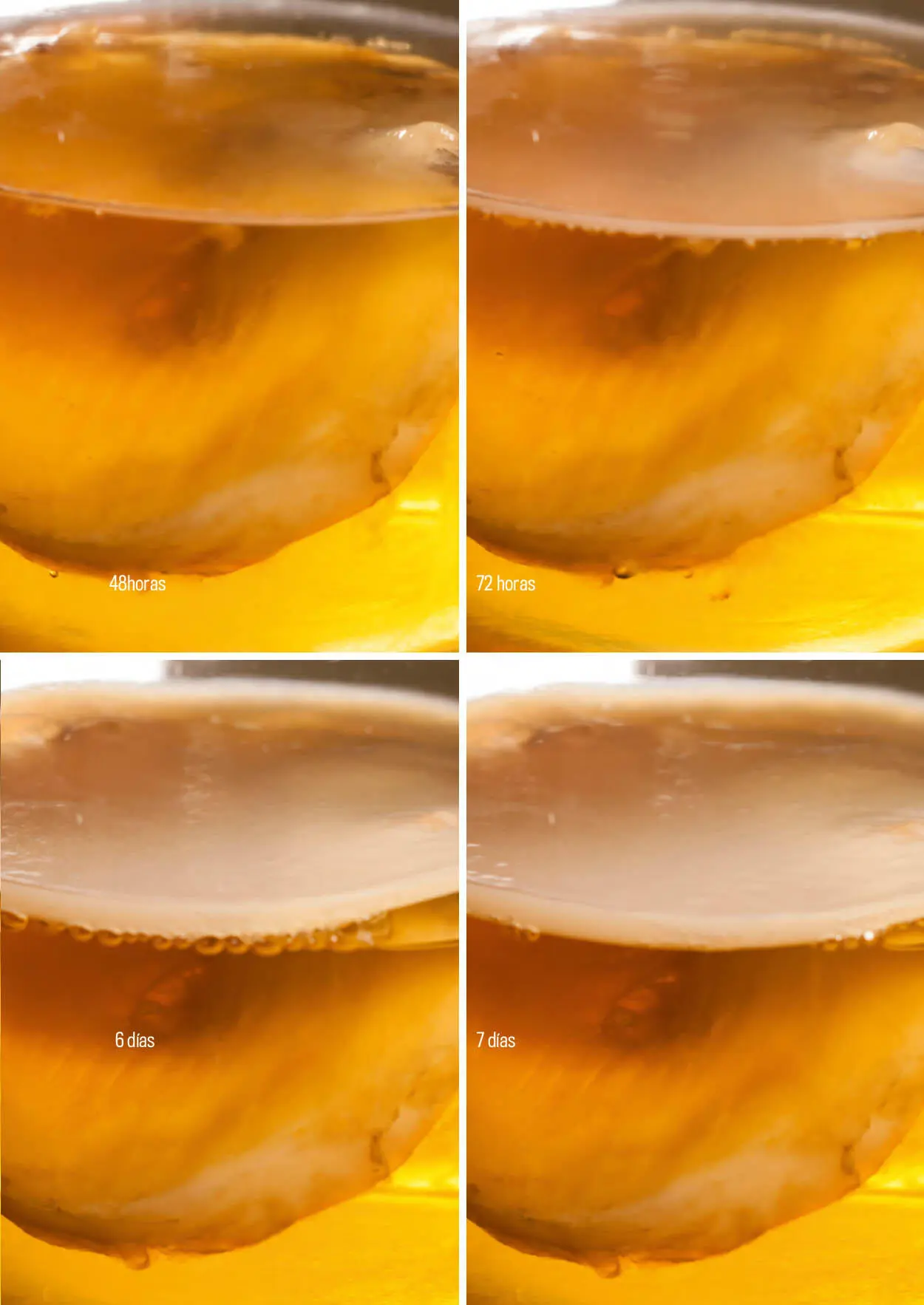 Los muchos nombres del SCOBY de kombucha La kombucha ha acumulado muchos - фото 29