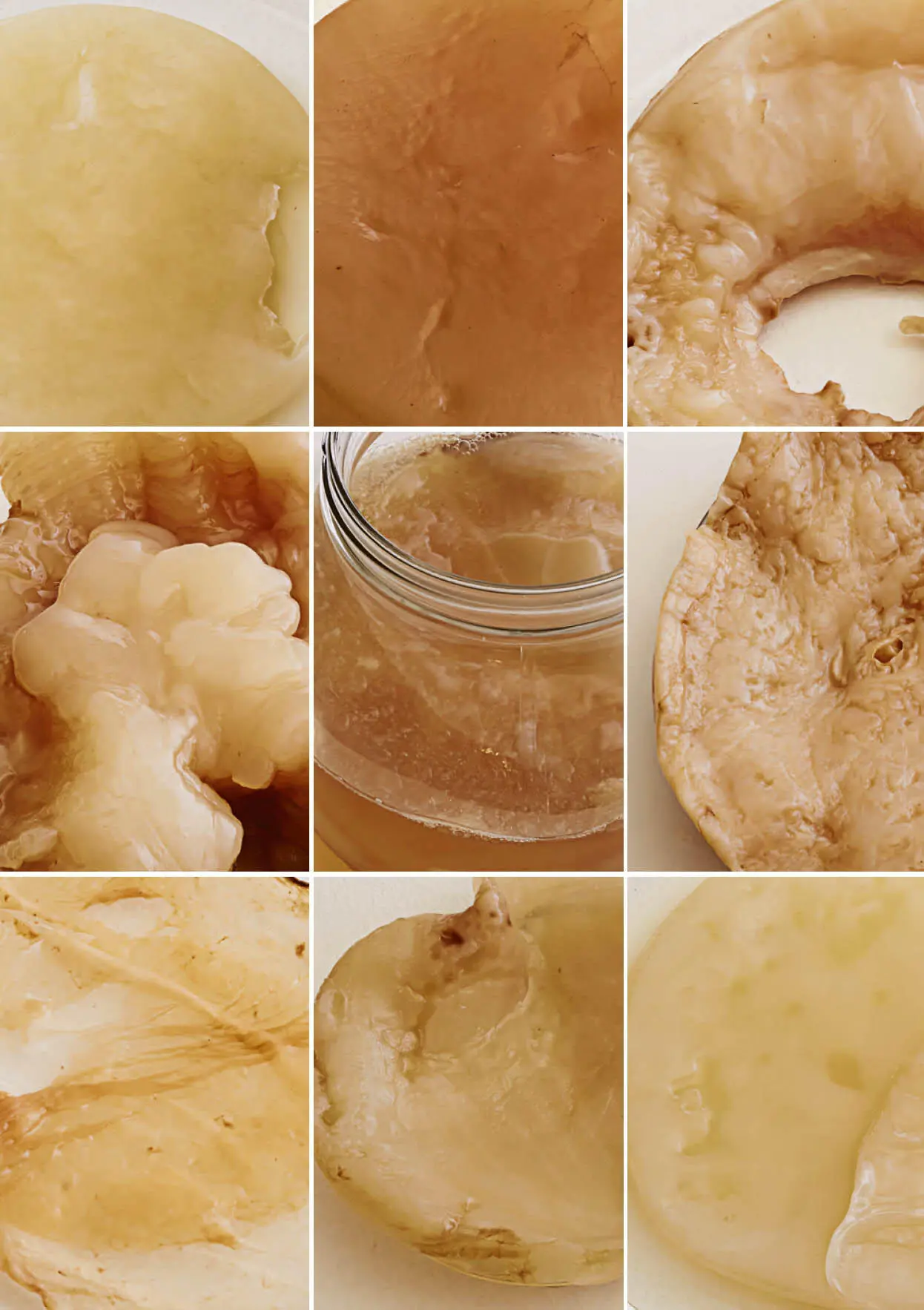 CRECIMIENTO DE UN SCOBY DURANTE SIETE DÍAS - фото 27