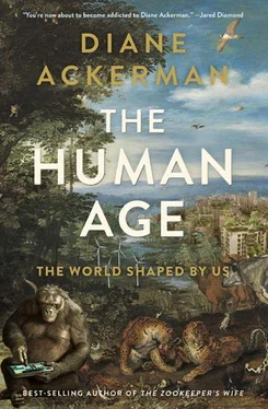 Diane Ackerman The Human Age обложка книги