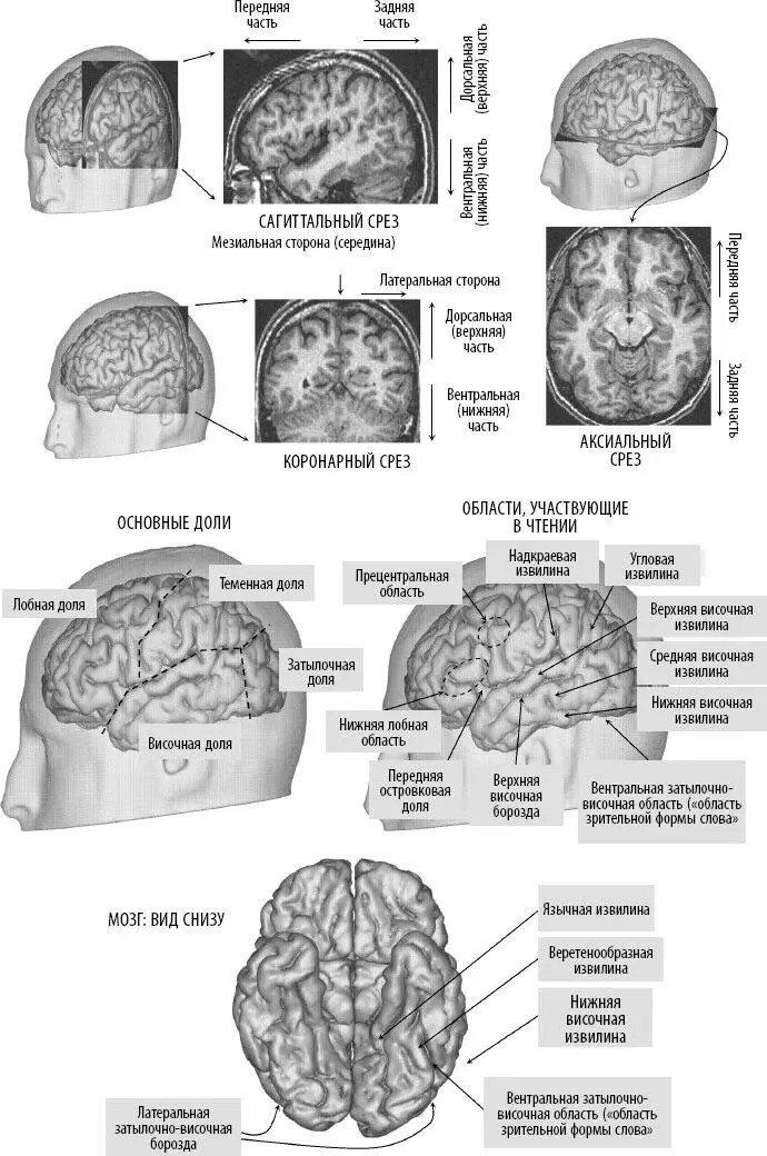 Как устроен мозг Введение Новая наука о чтении Здесь у меня собранье - фото 2