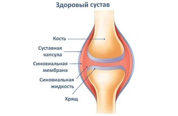 Суставные поверхности расположены на сочленяющихся костях и покрыты тонким - фото 1