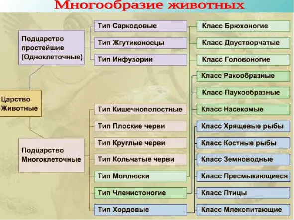 Рис 2 Классификация животных Рис 3 Классификация рыб Если же некоторые из - фото 2