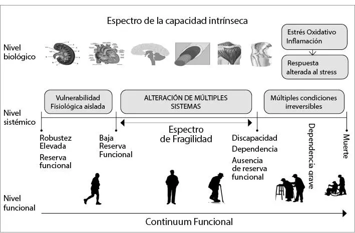 Estos factores van consumiendo nuestra reserva funcional hasta que nos conducen - фото 15