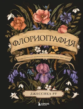 Джессика Ру Флориография. Иллюстрированное руководство по викторианскому языку цветов обложка книги