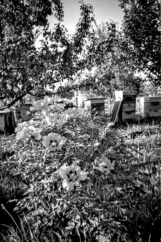 Папа идет смотреть свои любимые ульи вылетает пчелакамикадзе находит меня и - фото 45