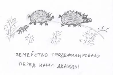 Вот у косуль гон точно был нам рассказала тетка которая делала бизнес на - фото 79