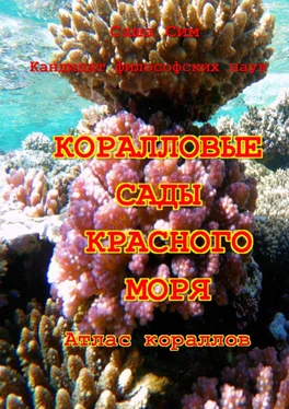 Саша Сим Коралловые сады Красного моря. Атлас кораллов обложка книги