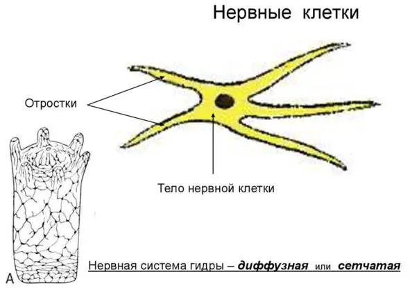 Аналог метасимпатической нервной системы Именно вегетативная нервная система - фото 4