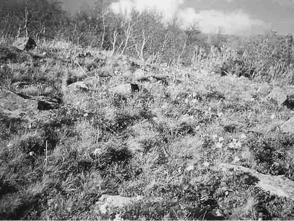 Японцы пытались использовать таежные дебри для засылки диверсантов Японские - фото 82