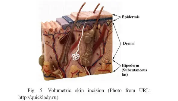 It is believed that one of the main causes of skin aging is a decrease in the - фото 6