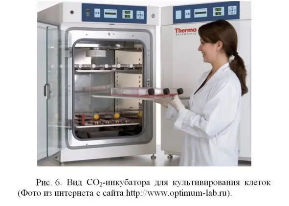 Далее клетки переносят в культуральные флаконы Рис 7а - фото 6