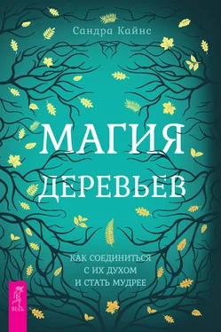 Сандра Кайнс Магия деревьев. Как соединиться с их духом и стать мудрее