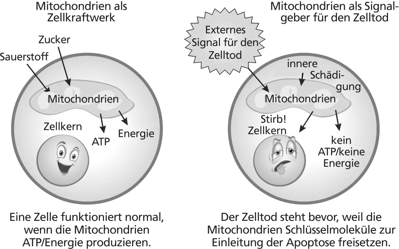 In diesem Zusammenhang sollten wir auch kurz auf ATP eingehen Die - фото 2