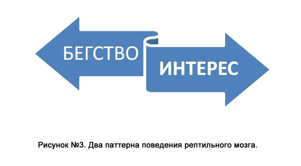 Мозг млекопитающего О нём любил говорить и Фрейд и все кому ни лень когда - фото 3
