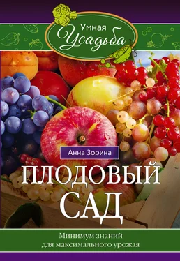 Анна Зорина Плодовый сад. Минимум знаний для максимального урожая… обложка книги