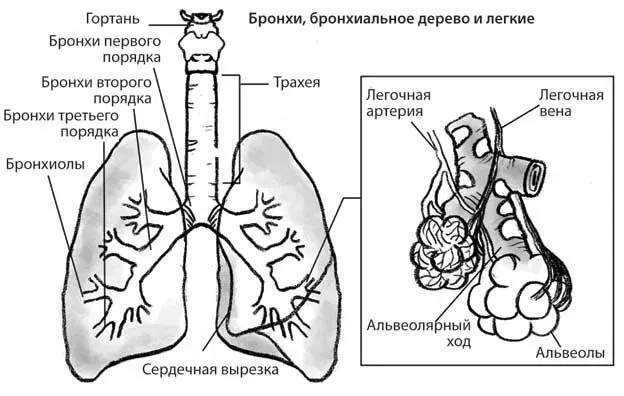 Я уже объяснил что кислород это топливо необходимое мышцам для эффективной - фото 2