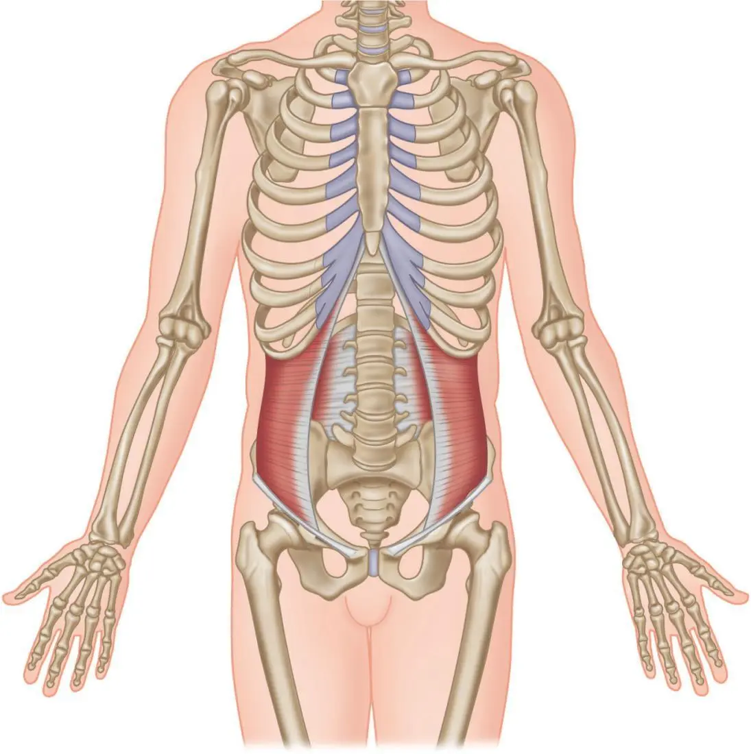 Lateinisch transversus quer abdomen Bauch Der Transversus abdominis - фото 62