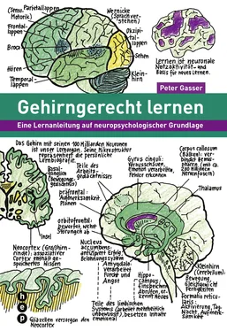 Peter Gasser Gehirngerecht lernen (E-Book) обложка книги