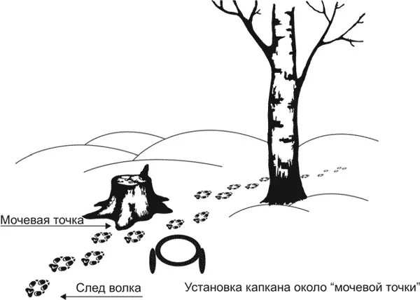 Каждый следующий волк проходящий по следу позже обязательно заходит на это - фото 10