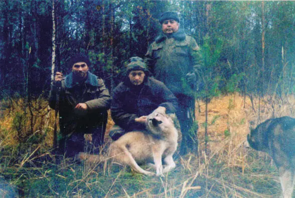 Волки медведи лисы Способы их добычи - фото 24