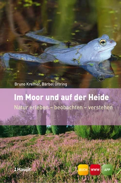 Bruno P. Kremer Im Moor und auf der Heide обложка книги