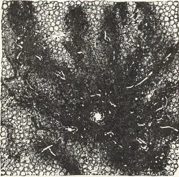 Plate 6SEMUAN FIRMAMENT Jehovih said Behold I caused all living creatures - фото 10