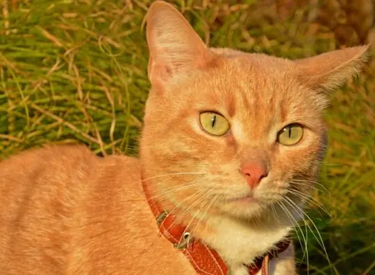 Осенний кот Космос Эпилог Как сложилась дальнейшая жизнь рыжего Непоседы Как - фото 30