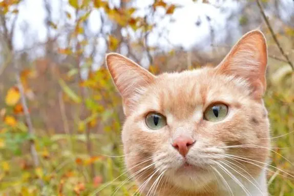 Осенний кот Космос Эпилог Как сложилась дальнейшая жизнь рыжего Непоседы Как - фото 31