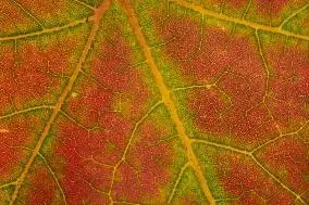 Рис 34 Лист дерева 15 15 httpsstocksnapiophotofallleafATCU7OBQN7 - фото 14