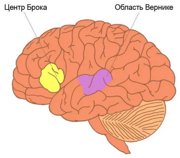 В новой коре находится центр Брока представляющий собой артикуляционный - фото 4