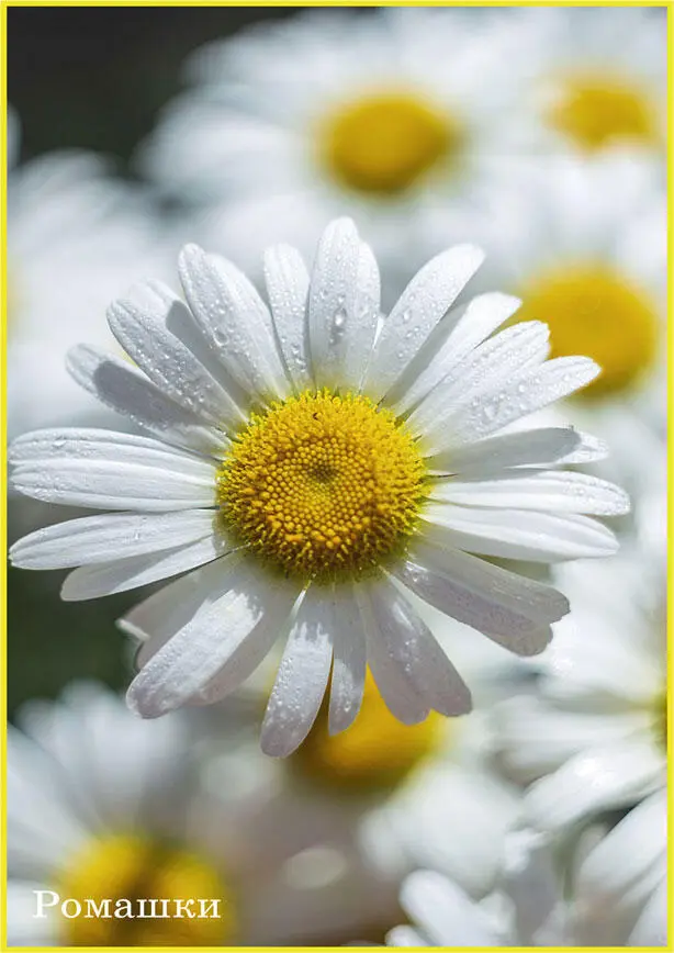 Хороши ромашки вот какой цветок Жёлтое сердечко белый лепесток Мы - фото 9