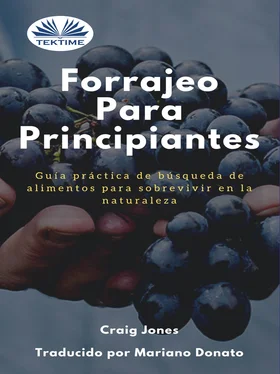 Craig Jones Forrajeo Para Principiantes обложка книги