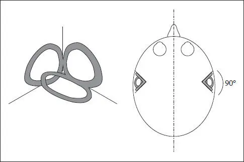Fig 42 Sistema vestibular del oído izquierda y posición relativa en la - фото 66