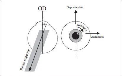 Fig 35 Acción del recto superior en el ojo derecho Al igual que en caso - фото 57