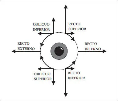 Fig 312 Diagrama de BaillartMárquez 4 Tipos de movimientos oculares 41 - фото 64