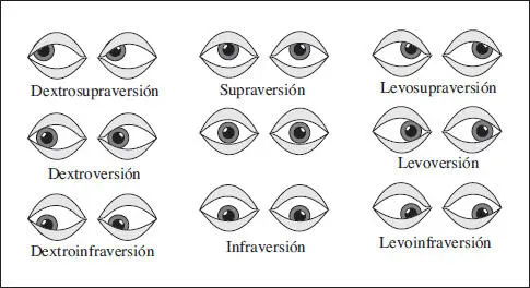 Fig 52 Tipos de versiones 52 Vergencias Son los movimientos binoculares - фото 98
