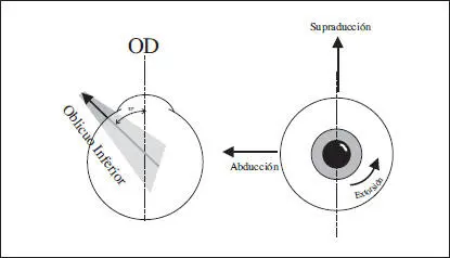 Fig 38 Acción del oblicuo inferior en el ojo derecho 324 Acciones desde - фото 60
